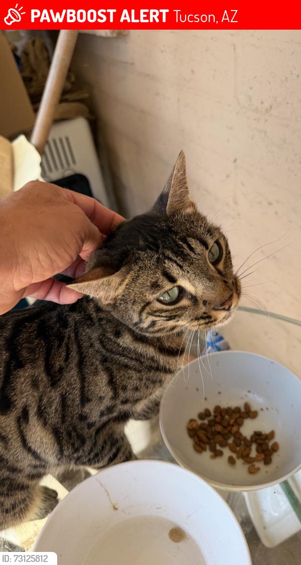 Lost Female Cat last seen 29th street and Harrison, Tucson, AZ 85710