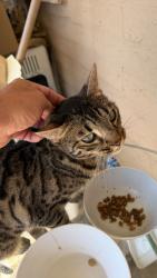 Lost Female Cat last seen 29th street and Harrison, Tucson, AZ 85710