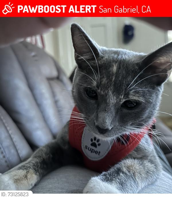 Lost Female Cat last seen San Marino, San Gabriel, CA 91776