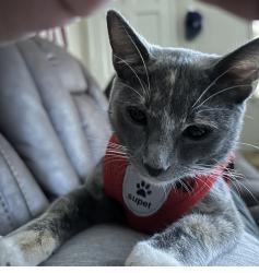 Lost Female Cat last seen San Marino, San Gabriel, CA 91776