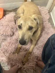 Found/Stray Male Dog last seen Viking and Spencer Riverbend apmts, Las Vegas, NV 89119