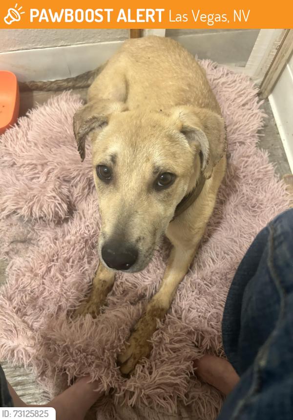 Found/Stray Male Dog last seen Viking and Spencer Riverbend apmts, Las Vegas, NV 89119