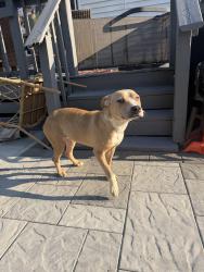 Found/Stray Female Dog last seen lombard ave and westcott, Syracuse, NY 13210