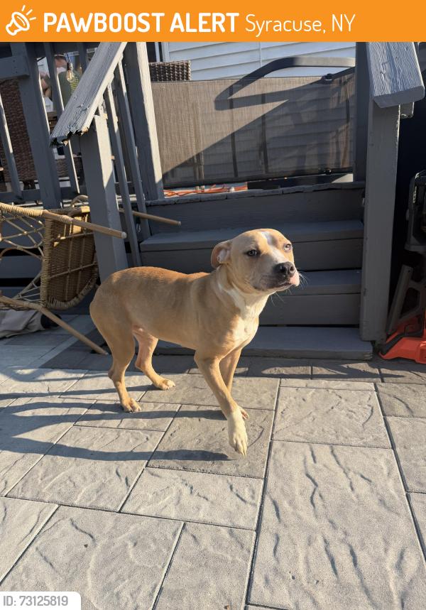 Found/Stray Female Dog last seen lombard ave and westcott, Syracuse, NY 13210
