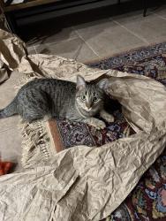 Lost Female Cat last seen CR 6900 & Alcove Ave, Lubbock, TX 79407