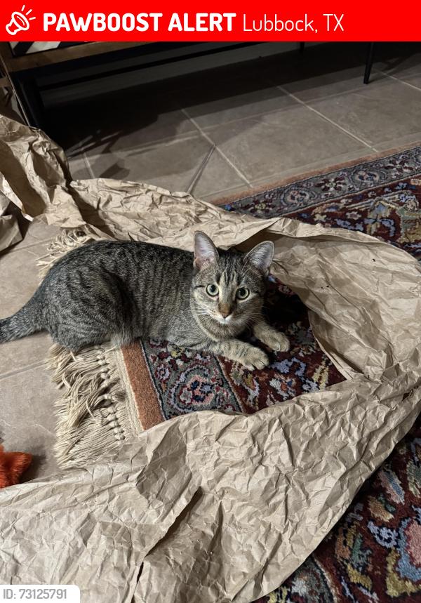 Lost Female Cat last seen CR 6900 & Alcove Ave, Lubbock, TX 79407