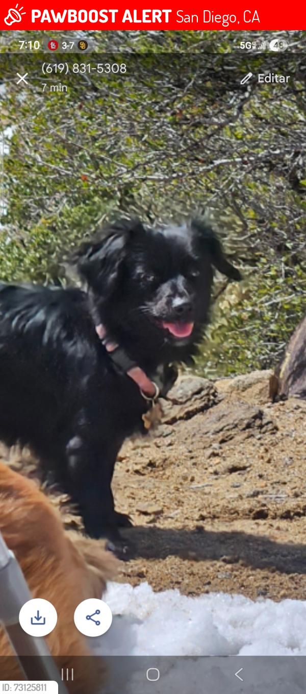 Lost Female Dog last seen Near Braun Avenue, San Diego, CA 92114