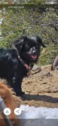 Lost Female Dog last seen Near Braun Avenue, San Diego, CA 92114
