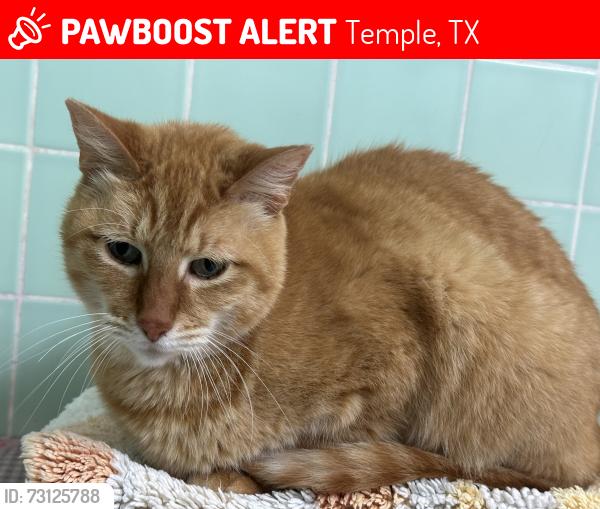 Lost Male Cat last seen S 49th St/Scott Blvd, Temple, TX 76504