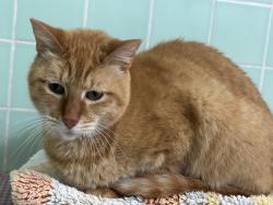 Lost Male Cat last seen S 49th St/Scott Blvd, Temple, TX 76504