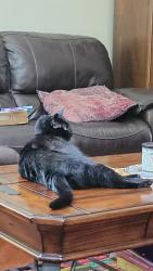 Lost Male Cat last seen Masseyville Rd, Coal River Rd, Rock Creek, WV 25174