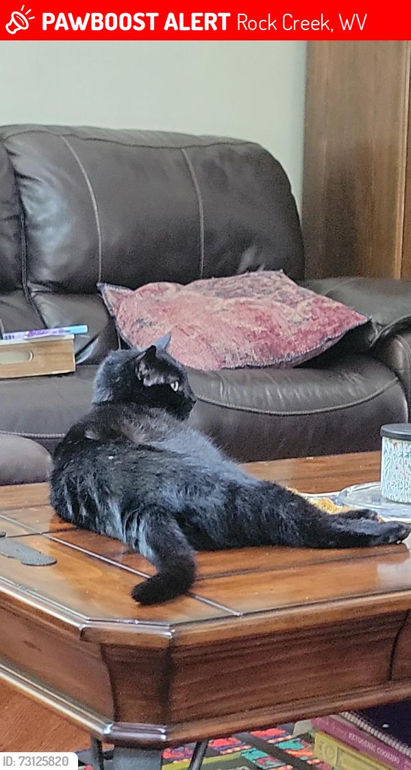 Lost Male Cat last seen Masseyville Rd, Coal River Rd, Rock Creek, WV 25174