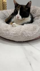 Reunited Female Cat last seen Greglawn dr, Clifton, NJ 07013