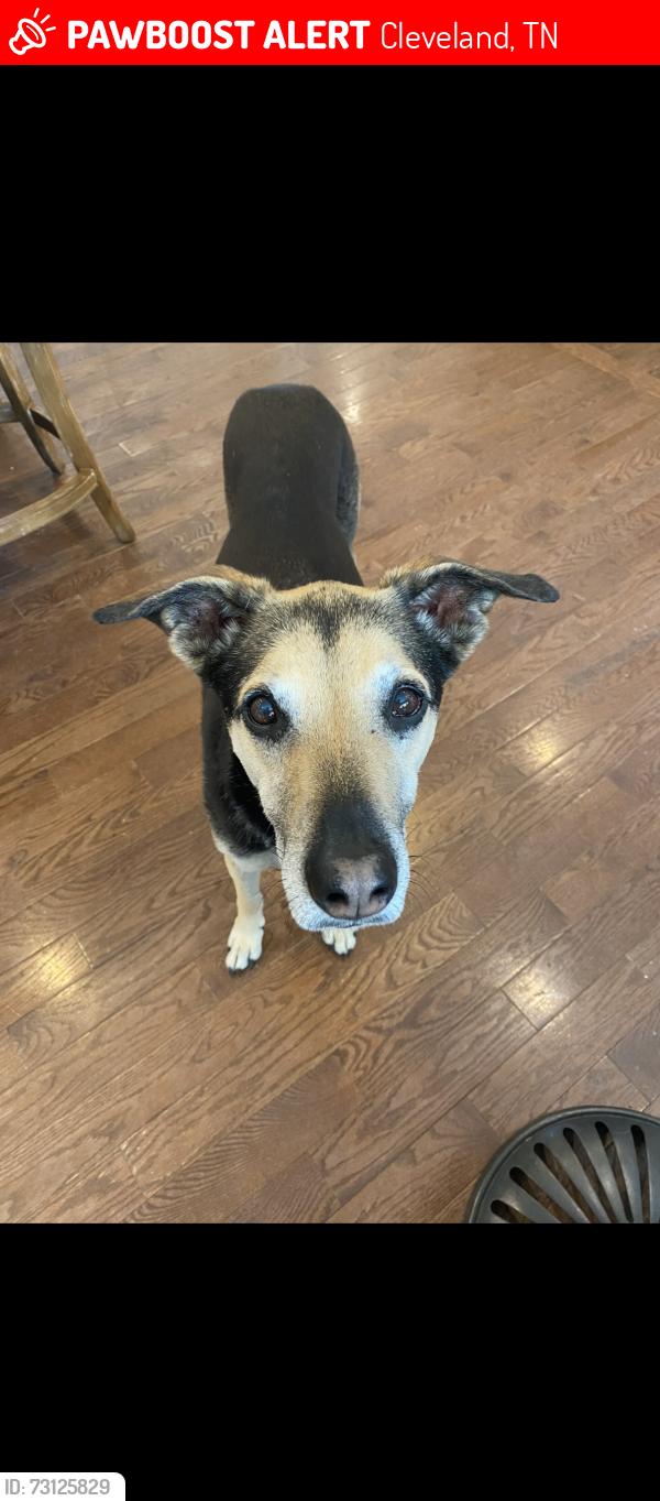 Lost Male Dog last seen Weatherly switch and red clay road, Cleveland, TN 37311