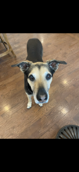 Lost Male Dog last seen Weatherly switch and red clay road, Cleveland, TN 37311