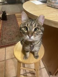 Reunited Male Cat last seen Menaul and Washington, Albuquerque, NM 87110