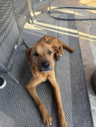 Found/Stray Male Dog last seen Augusta court, Hayward, CA 94542