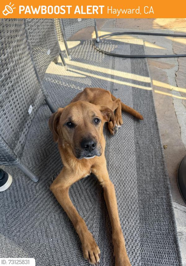 Found/Stray Male Dog last seen Augusta court, Hayward, CA 94542