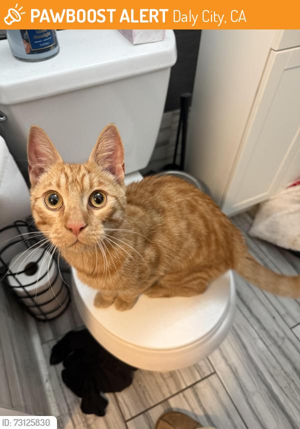 Found/Stray Male Cat last seen Found walking along Eastmoor Ave near the intersection of Sullivan, Daly City, CA 94015