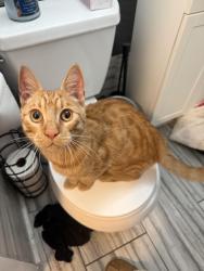 Found/Stray Male Cat last seen Found walking along Eastmoor Ave near the intersection of Sullivan, Daly City, CA 94015