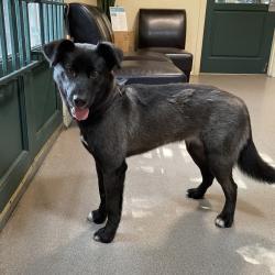 Shelter Stray Female Dog last seen , 361 S Raymond Ave, Pasadena, CA 91105, USA