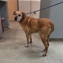 Shelter Stray Female Dog last seen , 8464 Beach Blvd, Jacksonville, FL 32216, USA