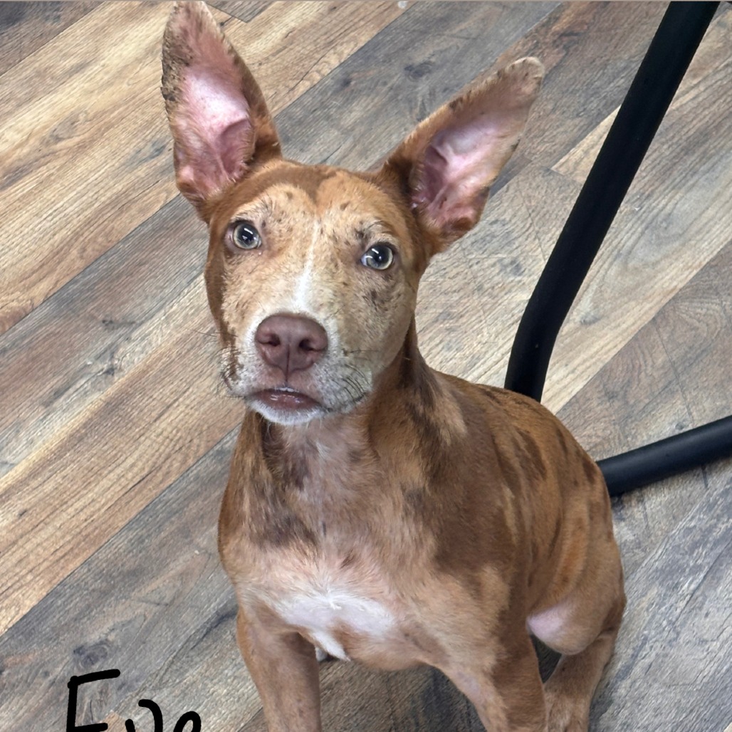 Shelter Stray Female Dog last seen , 1392 NW Shelter Gln, Lake City, FL 32055, USA
