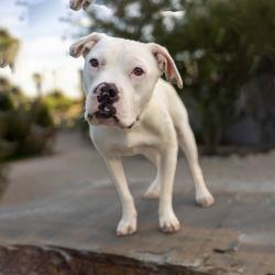 Shelter Stray Female Dog last seen , 4575 E Mesquite Ave, Palm Springs, CA 92264, USA