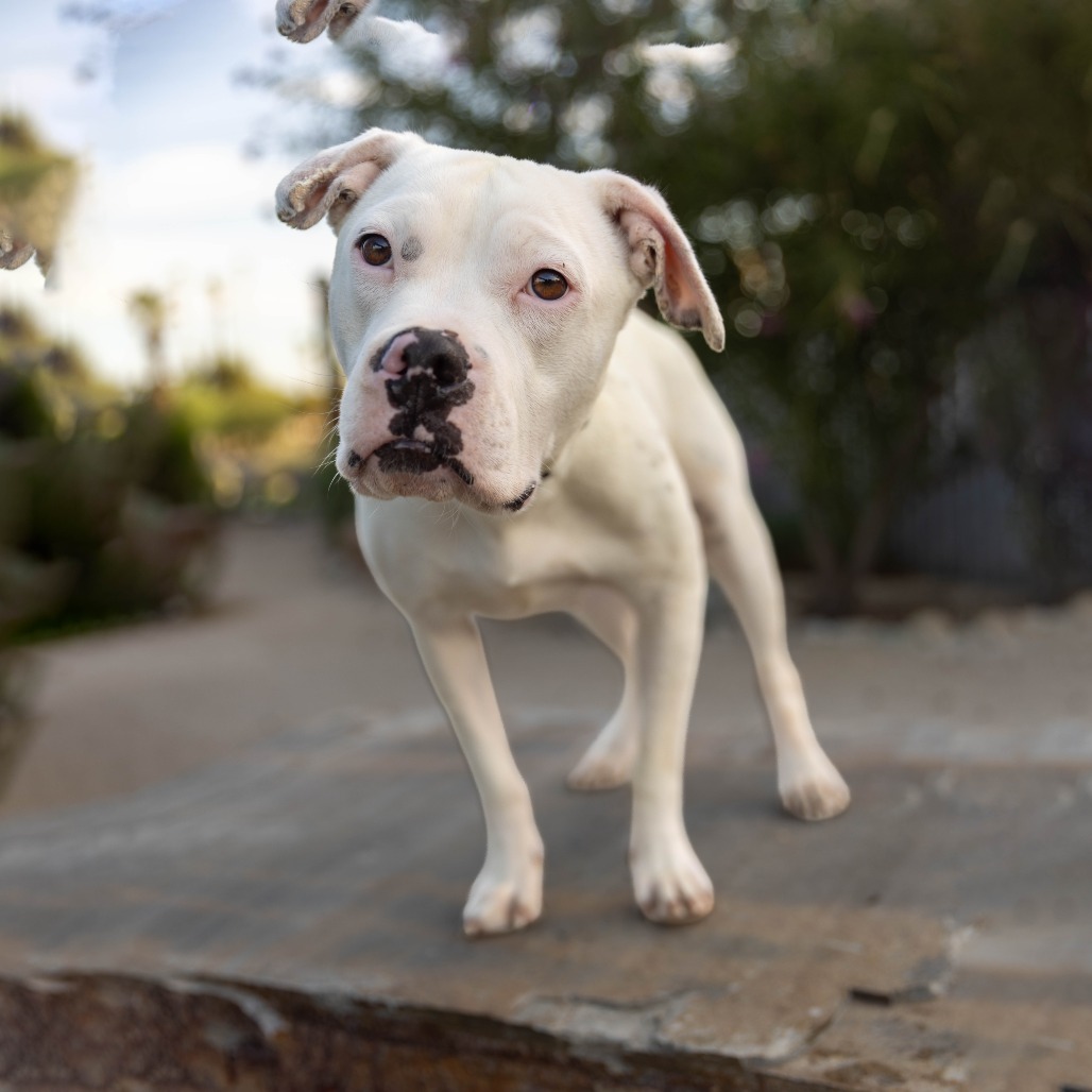 Shelter Stray Female Dog last seen , 4575 E Mesquite Ave, Palm Springs, CA 92264, USA