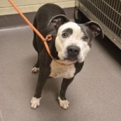 Shelter Stray Female Dog last seen , 3428 S Jenkins Ave, Norman, OK 73072, USA