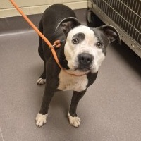 Shelter Stray Female Dog last seen , 3428 S Jenkins Ave, Norman, OK 73072, USA