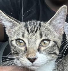 Reunited Unknown Cat last seen Near S Pompano Pkwy, Pompano Beach, FL 33069, USA, Pompano Beach, FL 33069