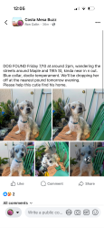 Found/Stray Male Dog last seen Hamilton and harbor, Costa Mesa, CA 92627