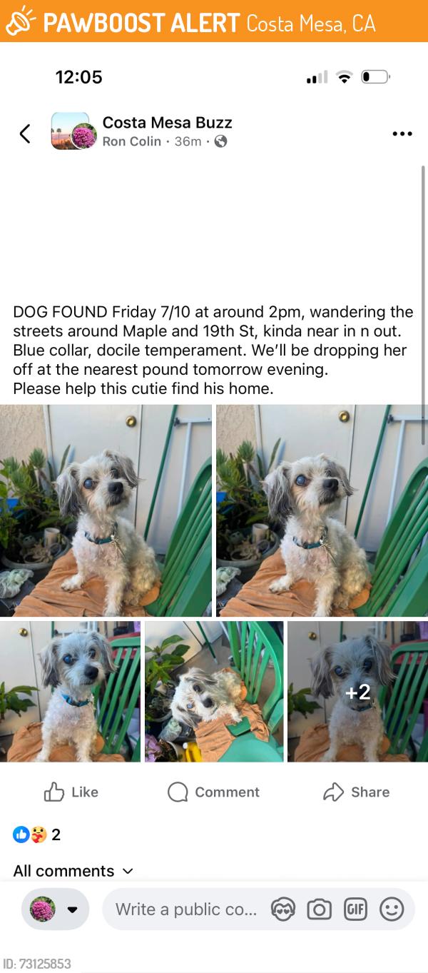 Found/Stray Male Dog last seen Hamilton and harbor, Costa Mesa, CA 92627