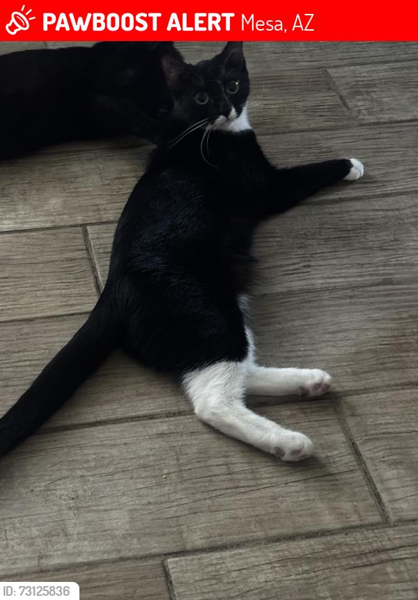 Lost Female Cat last seen Pepper Circle/Gunthrie, Mesa, AZ 85203