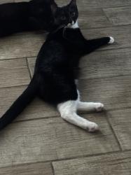 Lost Female Cat last seen Pepper Circle/Gunthrie, Mesa, AZ 85203