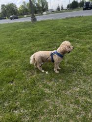 Lost Male Dog last seen Hollyhock way, Montgomery County, MD 20904
