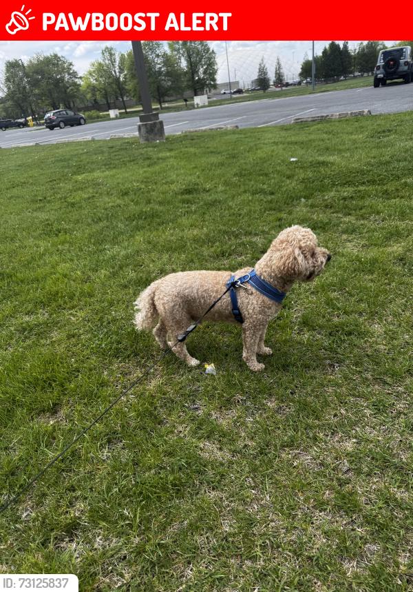 Lost Male Dog last seen Hollyhock way, Montgomery County, MD 20904