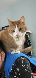 Lost Male Cat last seen Mr. Hero, Massillon, OH 44646
