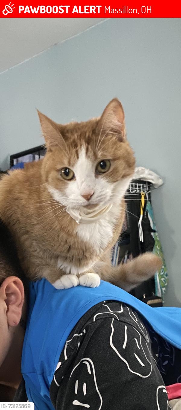 Lost Male Cat last seen Mr. Hero, Massillon, OH 44646