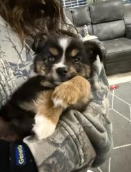 Reunited Male Dog last seen N o old Robinson rd, Robinson, TX 76706