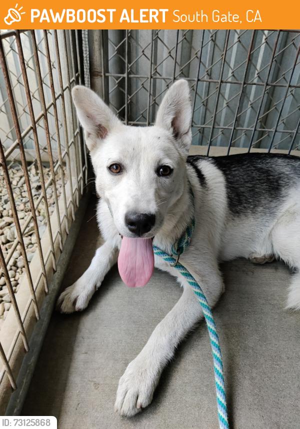 Found/Stray Female Dog last seen Imperial Highway/Garfield Place, South Gate, CA 90280