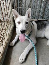 Found/Stray Female Dog last seen Imperial Highway/Garfield Place, South Gate, CA 90280