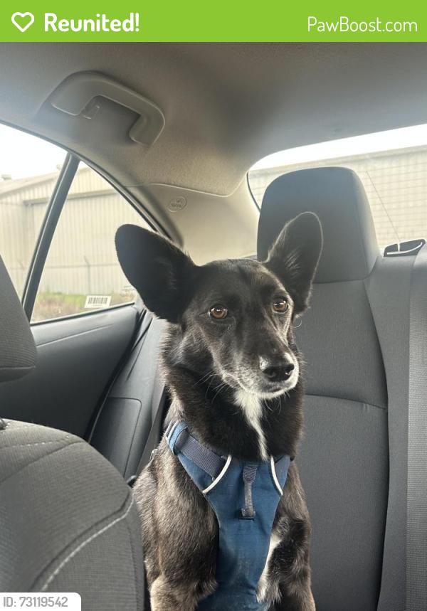 Reunited Female Dog last seen Claire & Alice Streets, Hayward, CA, Hayward, CA 94541