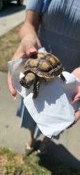 Found/Stray Unknown Reptile last seen Dubesor, La Puente, CA 91744