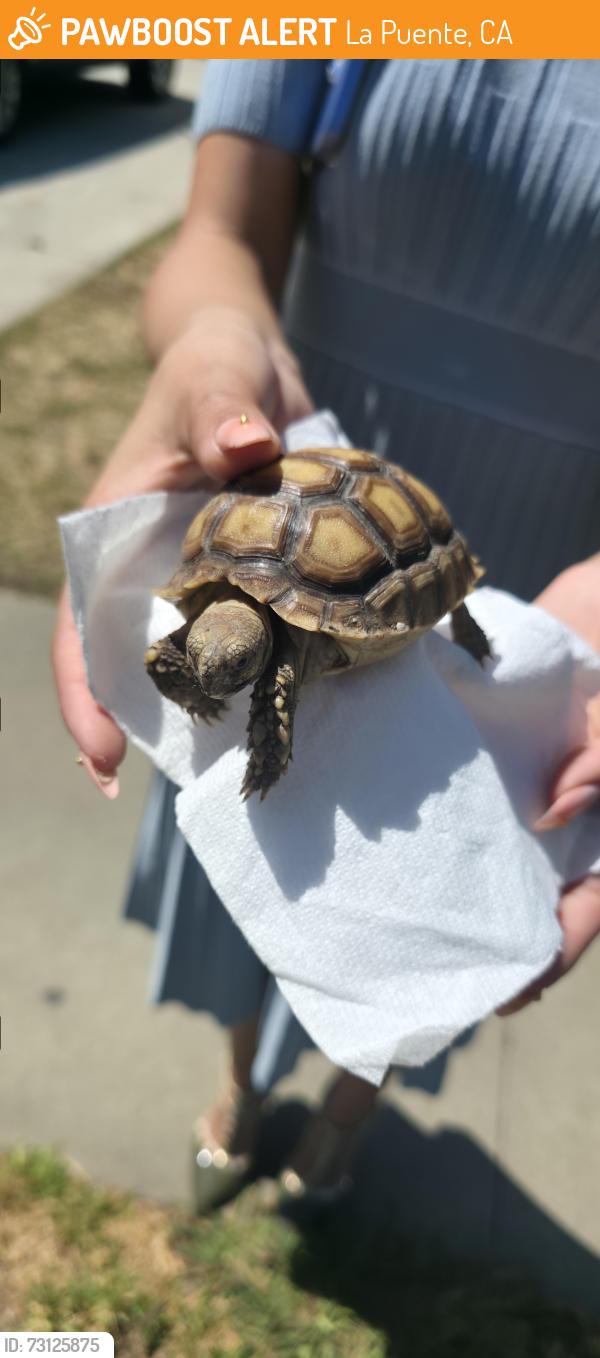 Found/Stray Unknown Reptile last seen Dubesor, La Puente, CA 91744