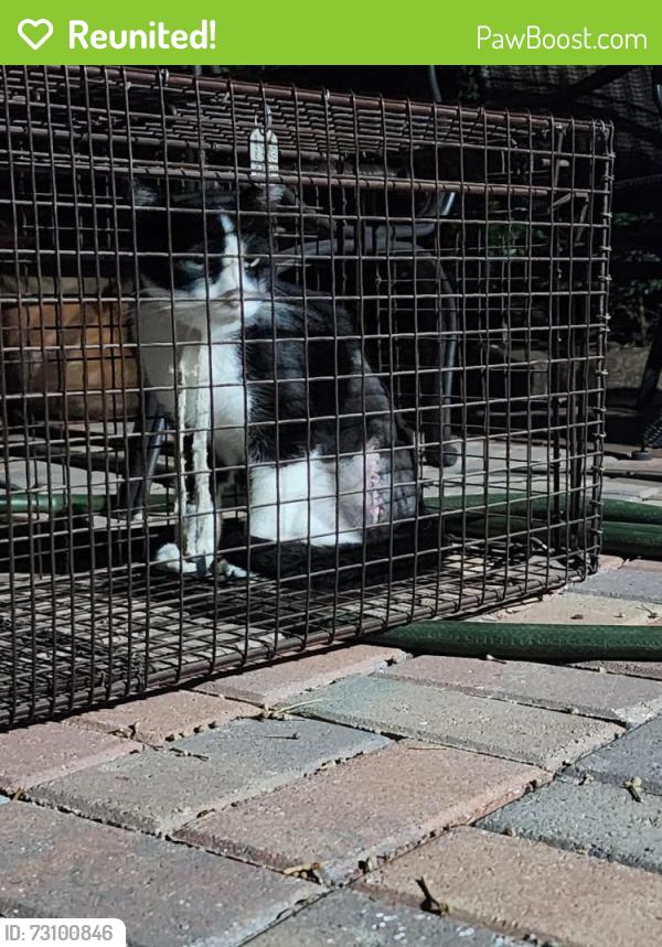 Reunited Male Cat last seen Fish Creek and Wimbledon, Arlington, TX 76017