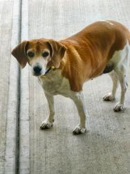 Reunited Female Dog last seen BERRYHILL, Milton, FL 32570