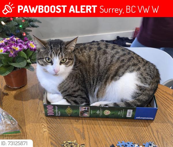 Lost Male Cat last seen 140th and Hyland road, Surrey, BC V3W 6W6