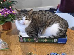 Lost Male Cat last seen 140th and Hyland road, Surrey, BC V3W 6W6